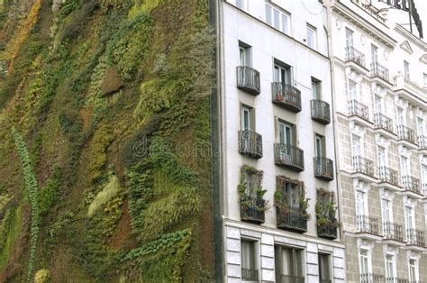 Ecological Urban Construction. Wall of Plants Stock Image - Image of ...