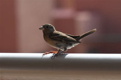 Urban wildlife finds different strategies to survive city life - The ...