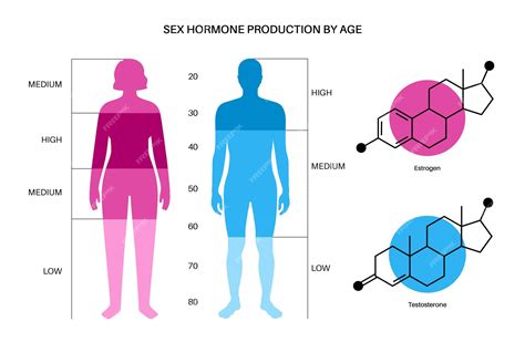 Tabla de colores de niveles de estrógeno y testosterona. Producción de hormonas sexuales por ...