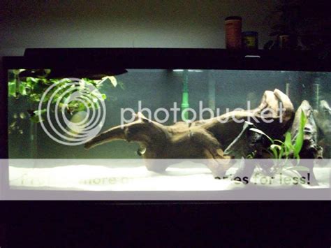 New scape pictures | Cichlid Fish Forum