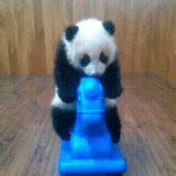 Play Panda GIF - Find & Share on GIPHY