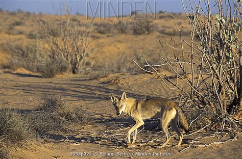 Minden Pictures - Arabian Wolf (Canis lupus arabs) in desert, native to ...