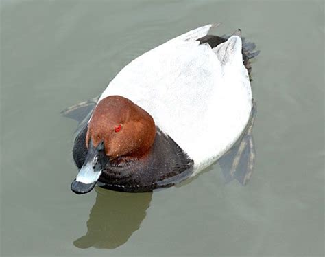 Pochard | Diving Duck, Migration & Conservation | Britannica