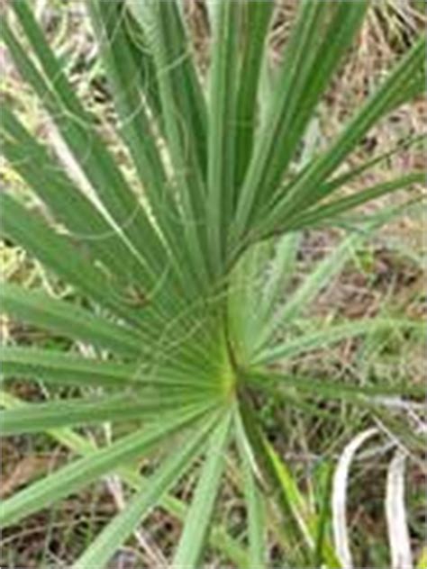 Pine Rocklands - Everglades National Park (U.S. National Park Service)