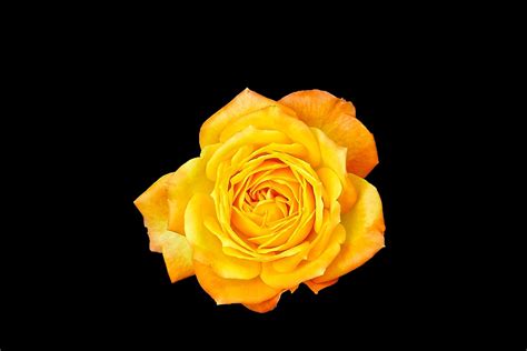 Rose Orange Free - Free photo on Pixabay - Pixabay