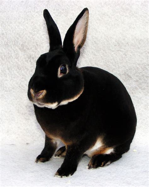 Our Mini Rex Bucks. - Warren cottage Rabbit Stud | Pet rabbit, Black otter rex rabbit, Mini rex