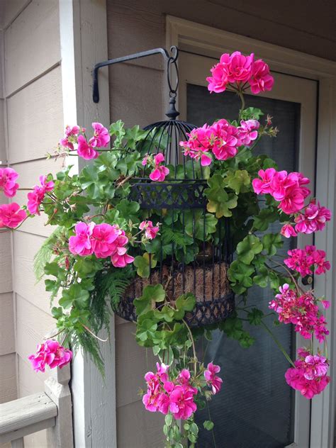 Ivy Geranium fertilized with Alfalfa Pellets | Container flowers ...