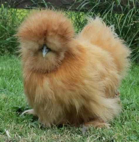 Silkie Chicken Breed - Guide to Eggs, Colours & Buying