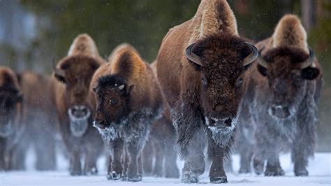 30+ Yellowstone 高清壁纸, 桌面背景