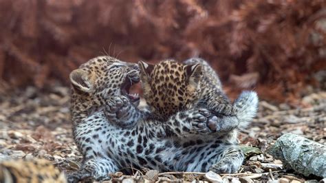 Rare leopard cubs play together in zoo enclosure