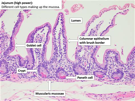 Simply Histology Small Intestine - vrogue.co