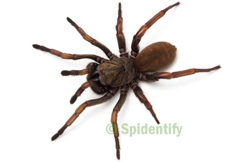 Trapdoor Spiders - Spidentify