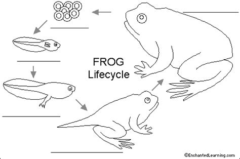 Label Frog Life Cycle Printout - EnchantedLearning.com