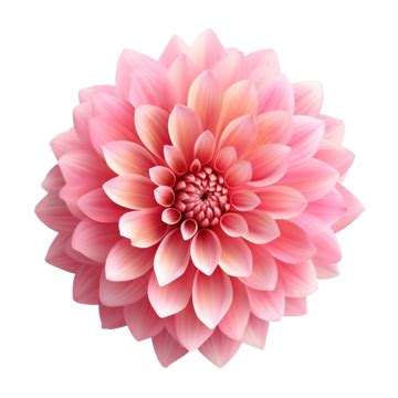 Pink Dahlia Flower Blooming Branches On Isolated White Background, Dahlia, Flower, Floral PNG ...