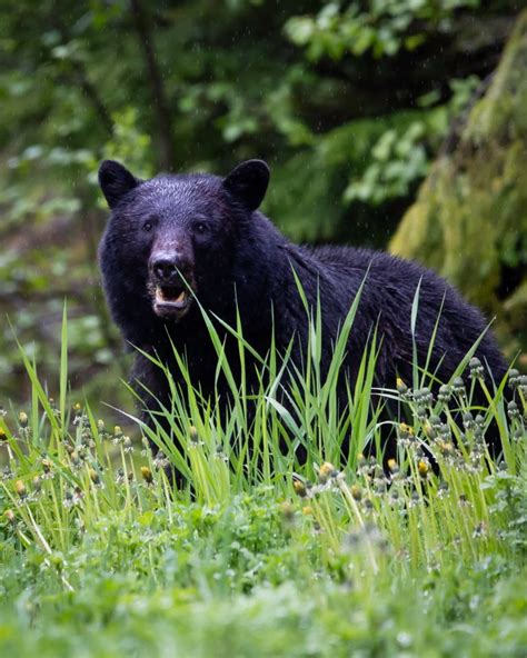 Black Bears on the Appalachian Trail - Trailplace