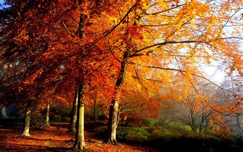 Forest Autumn Trees Wallpapers - Wallpaper Cave