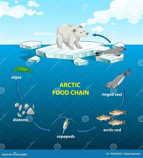 Diagram Showing Arctic Food Chain For Education Ocean Food Chain Food | Hot Sex Picture