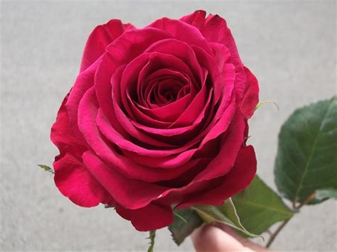 Roseberry - Standard Rose - Roses - Flowers by category | Sierra Flower ...