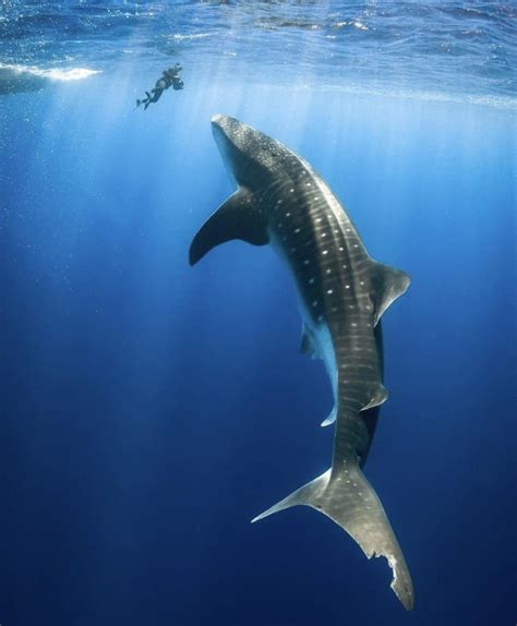 The size of a whale shark compared to a diver - 9GAG