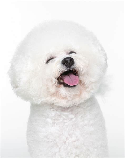 15 Smiling Dog Breeds - PureWow