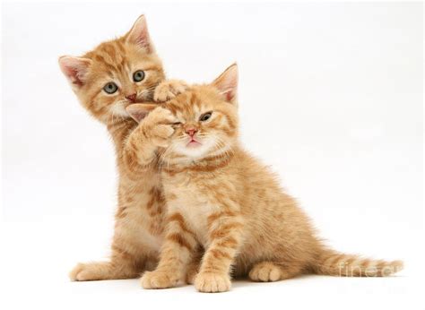 Red Tabby Kittens Photograph by Jane Burton - Pixels