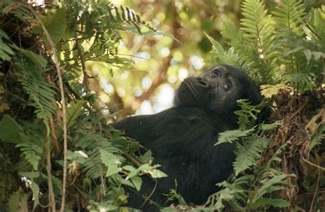 Grauer’s Gorilla Now Critically Endangered - Berggorilla & Regenwald ...