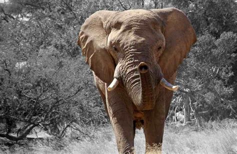 5 curiosidades sorprendentes del elefante