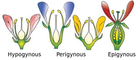 Where can perigynous flowers be seen?