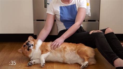 SkinnyPop | Corgi Massage - YouTube