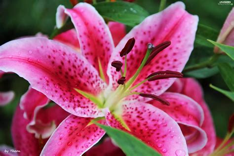 Tiger lily, Colourfull Flowers, Pink - Flowers wallpapers: 2304x1536