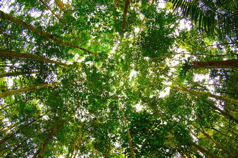 The Tops of Tall Trees in a Rainforest Form a Continuous Layer of ...