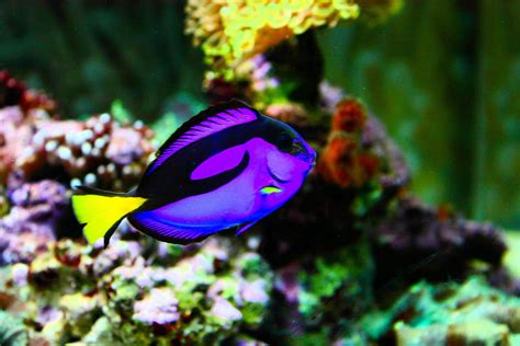 tang, Tropical, Fish, Ocean, Sea, Underwater Wallpapers HD / Desktop ...