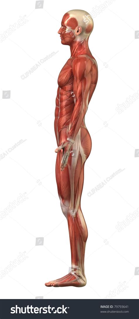 Anatomy Man Muscular System Lateral View 스톡 일러스트 79793641 | Shutterstock