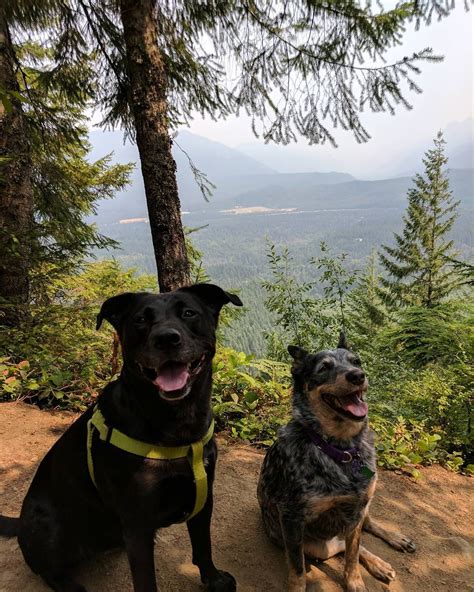 Top 9 Dog-Friendly Hikes Near Seattle | Rover.com | Dog friends, Rover ...