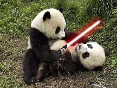 When Animals Meet Star Wars - TechEBlog