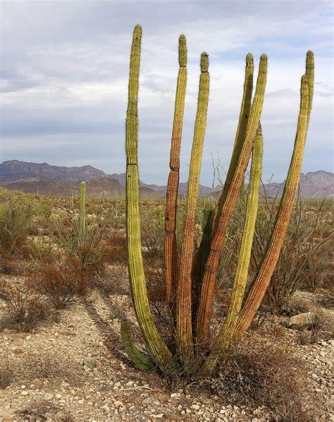 Guide to Organ Pipe Cactus National Monument: hiking, camping, hotels nearby - The Weekend Guide