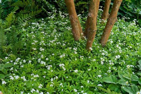 Sweet Woodruff | Sweet woodruff, Shade garden, Ground cover plants