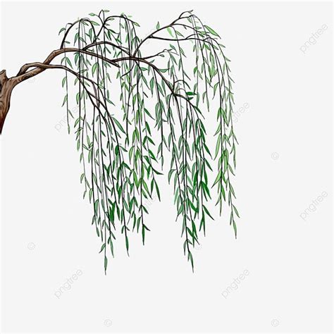 Realistic Willow Trees, Realistic, Willow, Trees PNG Transparent Clipart Image and PSD File for ...