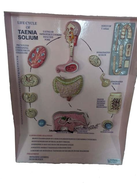 Taenia Saginata Life Cycle