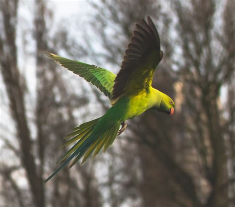 Green Parakeet Flying