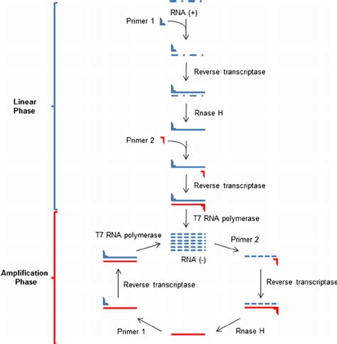 The nucleic acid sequence based amplification process including the ...