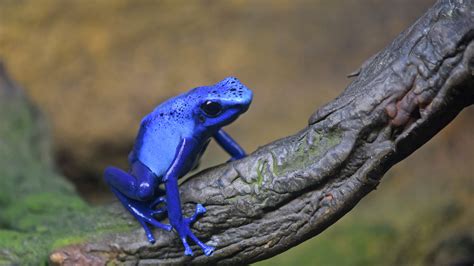 Blue Poison Dart Frog | Elmwood Park Zoo