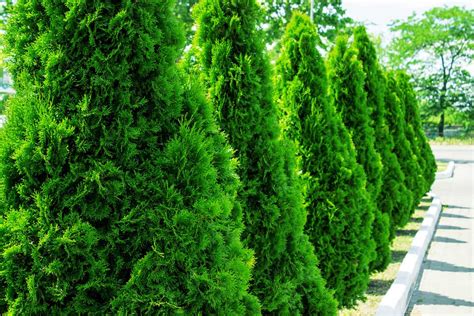 How Fast Do Arborvitae Grow?