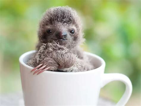 A woman who dedicated her life to saving sloths opened an adorable baby sloth orphanage in Costa ...