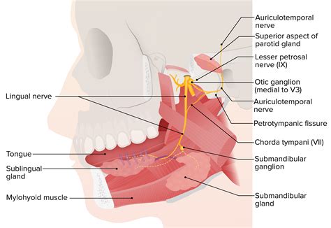 Glándulas Salivales: Anatomía | Concise Medical Knowledge