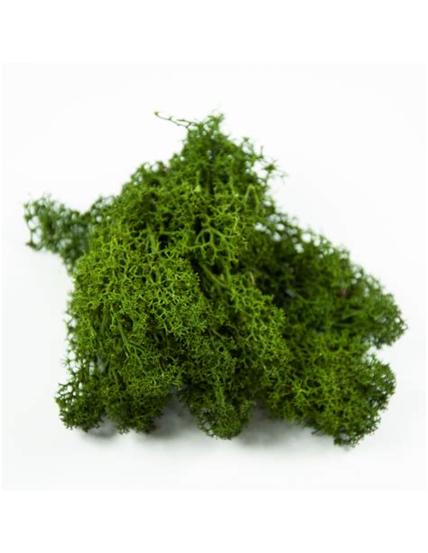 Green Lichen | Ecoterrazas.com