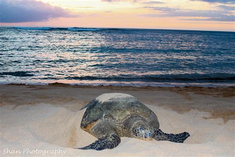 Turtle Beach Sunset Photograph by Shan Photography