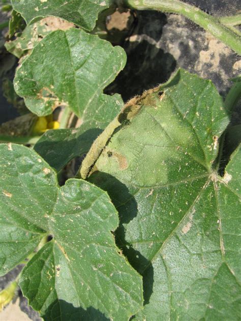 Bacterial wilt of Cantaloupe | Purdue University Vegetable Crops Hotline