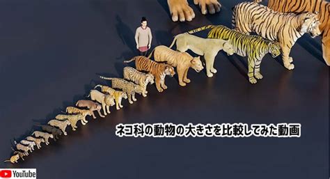 なるほどこれは興味深い。約40種のネコ科の大きさを比較した動画 | ニコニコニュース