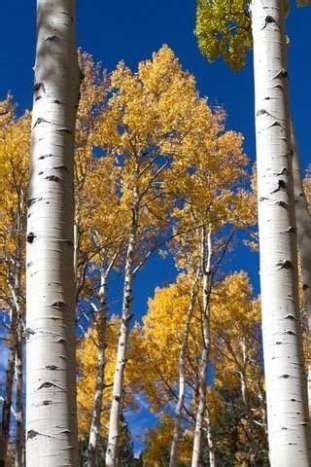 Poplar & Aspen Trees (Populus): The Best Facts That You Want to Know. - All the secrets you need ...